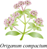 Origanum conpactum