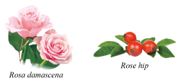 Rosa damaschena　Rose hip