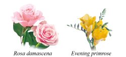 Rosa damaschena Evening primrose